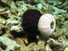 53  Collector Urchin IMG 2784